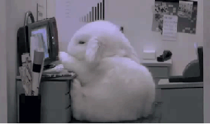 simplyon-white-rabbit-sleep